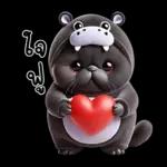 แมวดำ ฮิปโปแคระ