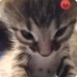 gaticos