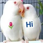 dhklbvt