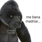 monos lokos