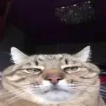 Pussy Cats