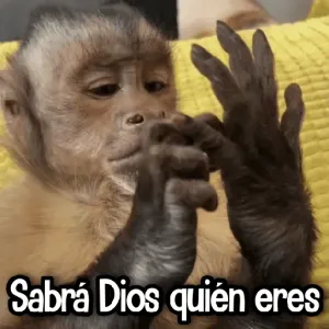                             Changuitos Reacciones! 🐵🐒TOP STICKERS - getsticker.com