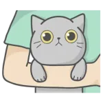 cute cat ❤️❤️