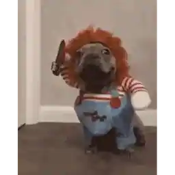 This is a picture of a dog dressed up as Chucky, a horror movie character.