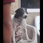 chaparro