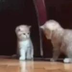 Funny Animals Gif
