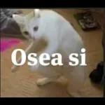 michis de mem...
