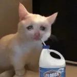 🥺🐾
