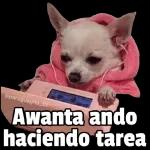 perrito