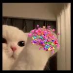 Eh tak de jari tengah
Baru je nak tunjuk