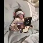 Monkeys
                            Get buck