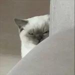 골드브라운 토피넛 라떼