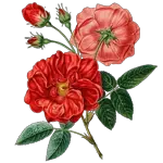 Rosas e rosas🌹🌹🌹🌹