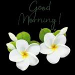 good morning