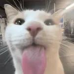 kucing ngambek 