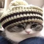 Video Cats