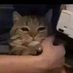 Videocats