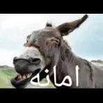 انا عاوز أقصم