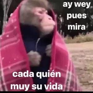 VywzVt