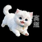 白色的貓尤其可愛