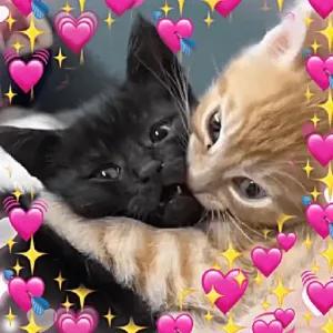 getsticker.com