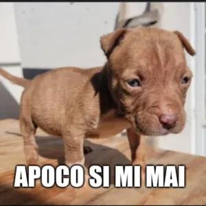 OBPs0D