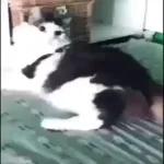 Videocats