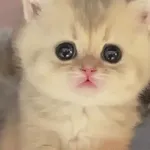 Look at this cute kitty!