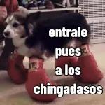 que miras bobo