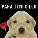 extraño
