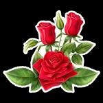 Schöne Abendstunden🌹