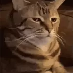 Ok aku tak kesah
