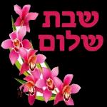 שבת שלום 