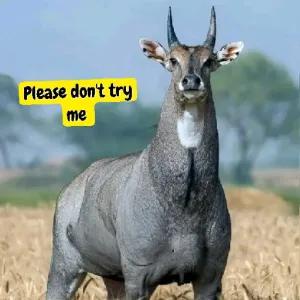Please don't try me - getsticker.com