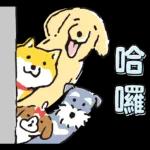 柴犬可愛使用貼圖合集