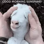 GOOD MORNING SUNSHINE!