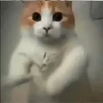favoritos