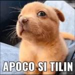 siiiii