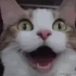 Videocats
