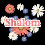 Shalom