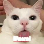 memes