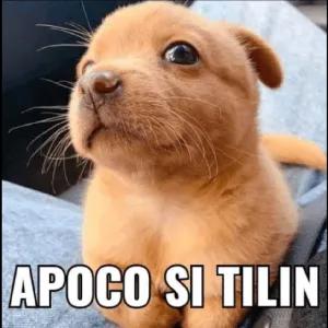 apoco si tilin - getsticker.com