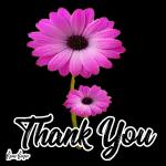 Thank you.