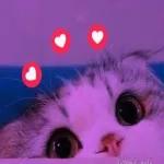 Te amo
