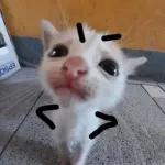 cat+meme