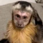 monito 