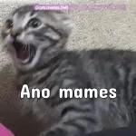 Stickers favo...