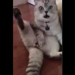 Videocats