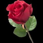 Aminu