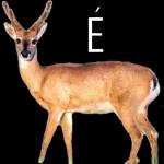 BANCO CENTRAL DO BRASIL 50 CATS 100Y OS 